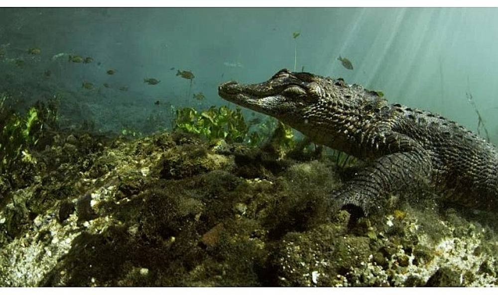 'Vahşi Florida: Sürüngenlerin Hükmettiği Yer' 13 Ekim Pazar Günü 20.00'de National Geographic WILD Ekranlarına Geliyor!