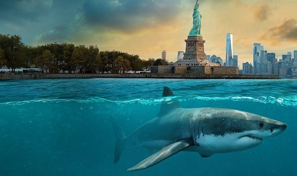 'Şehirdeki Yavru Köpekbalıkları' 27 Temmuz Cumartesi 20.00'de National Geographic WILD Ekranlarında!