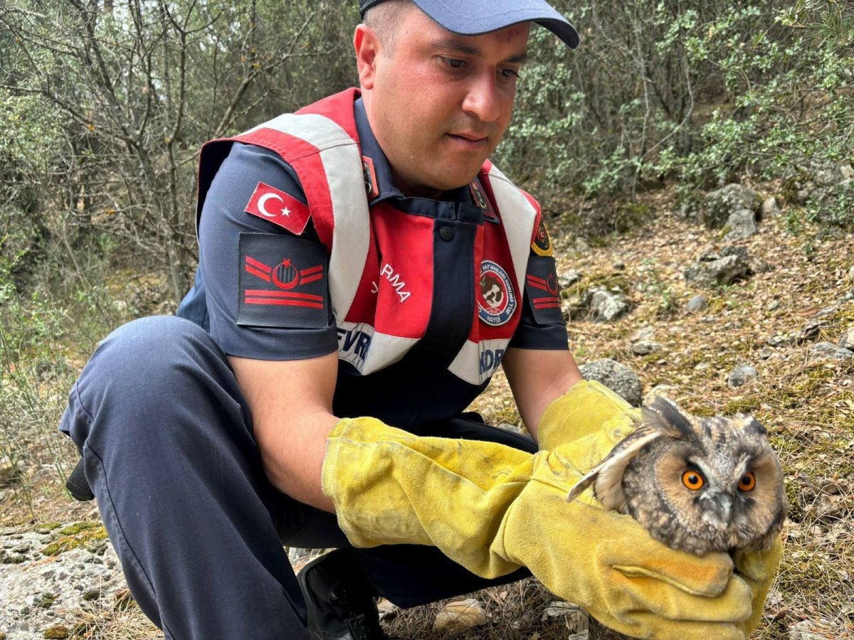 Burdur’da yaralı baykuşun yardımına Jandarma yetişti