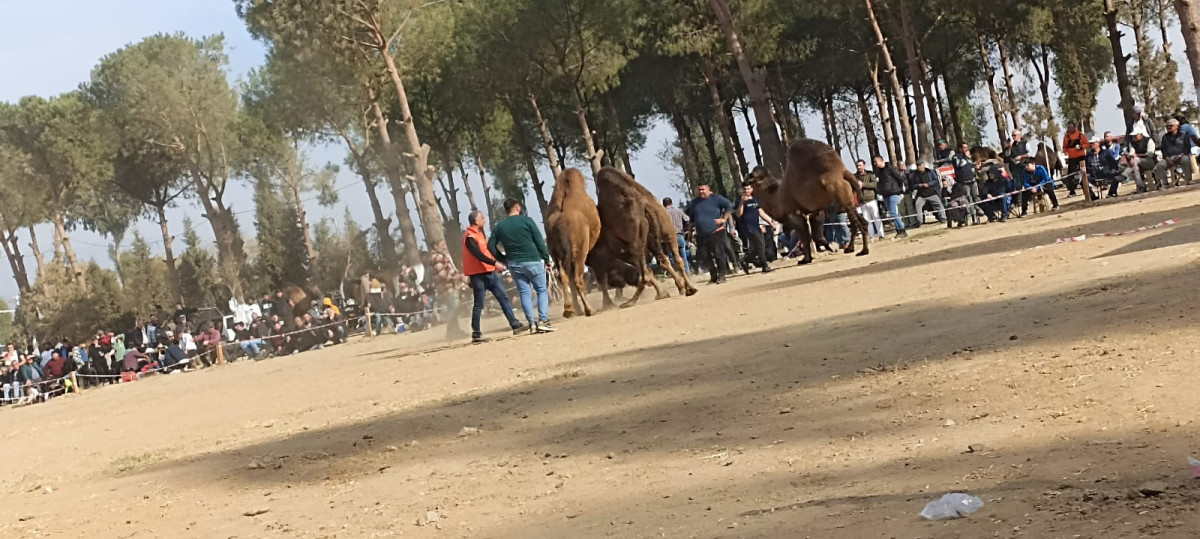 Daylak develerin ilk güreşi baş kategorisini aratmadı!