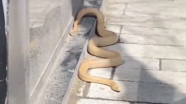 Firari yılanı caddede görenler kaçacak yer aradı!
